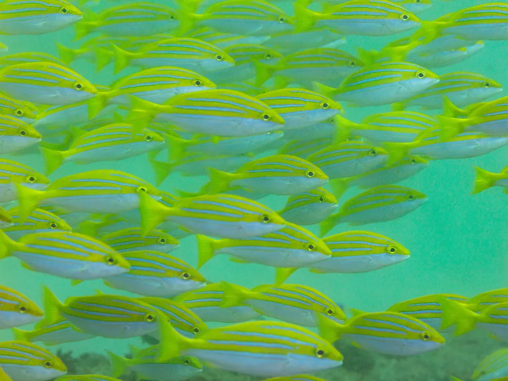 Cardume de vermelhos-de-bengala, listrados de azul e amarelo, em mergulho em Mahé, Seychelles