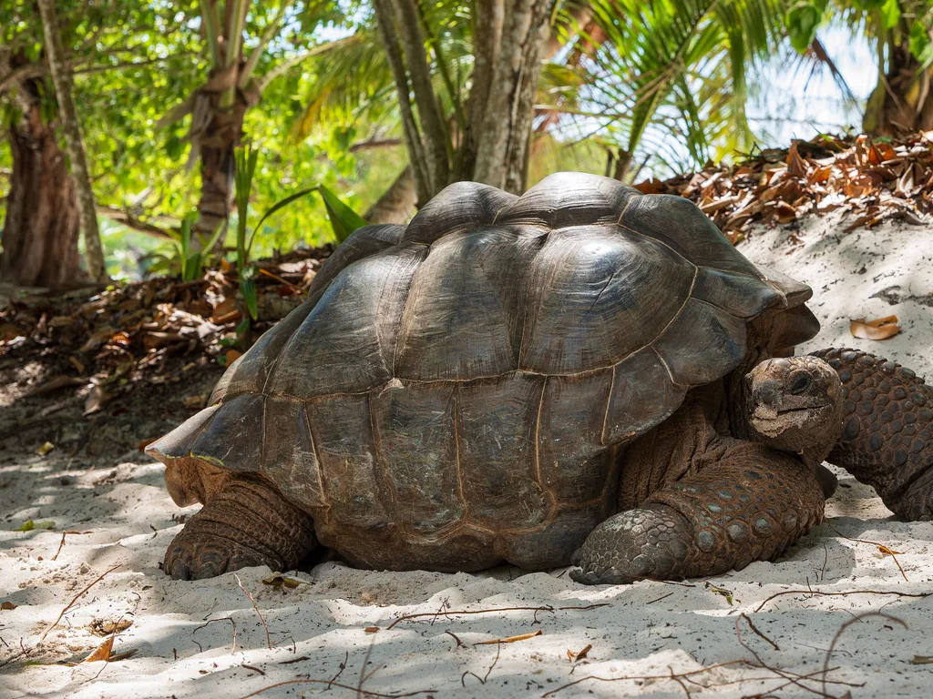 Tartaruga-gigante-de-aldabra na areia da praia em La Digue, Seychelles
