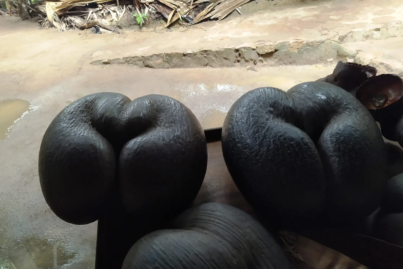 Frutos de coco de mer no Vallée de Mai, em Praslin