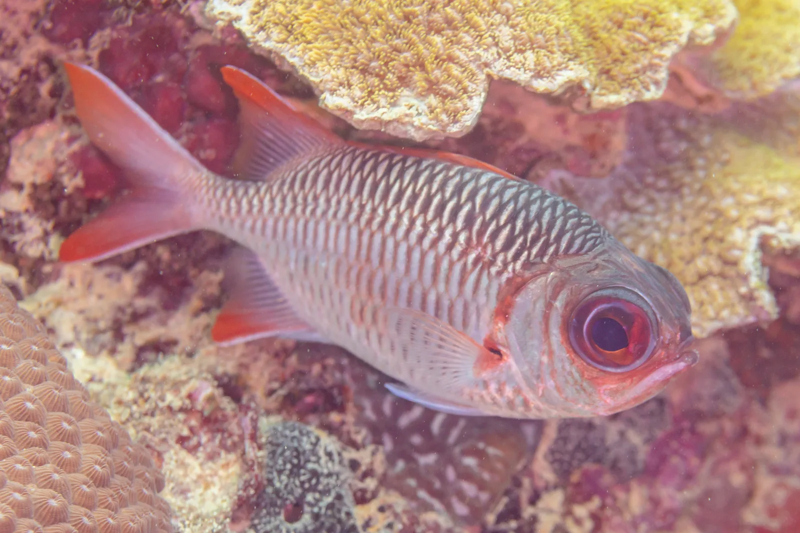 Peixe-soldado vermelho abrigado sob o coral em Mahé