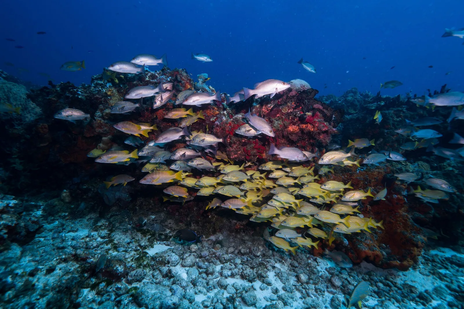 Cardume de roncadores e pargos junto a um recife de coral