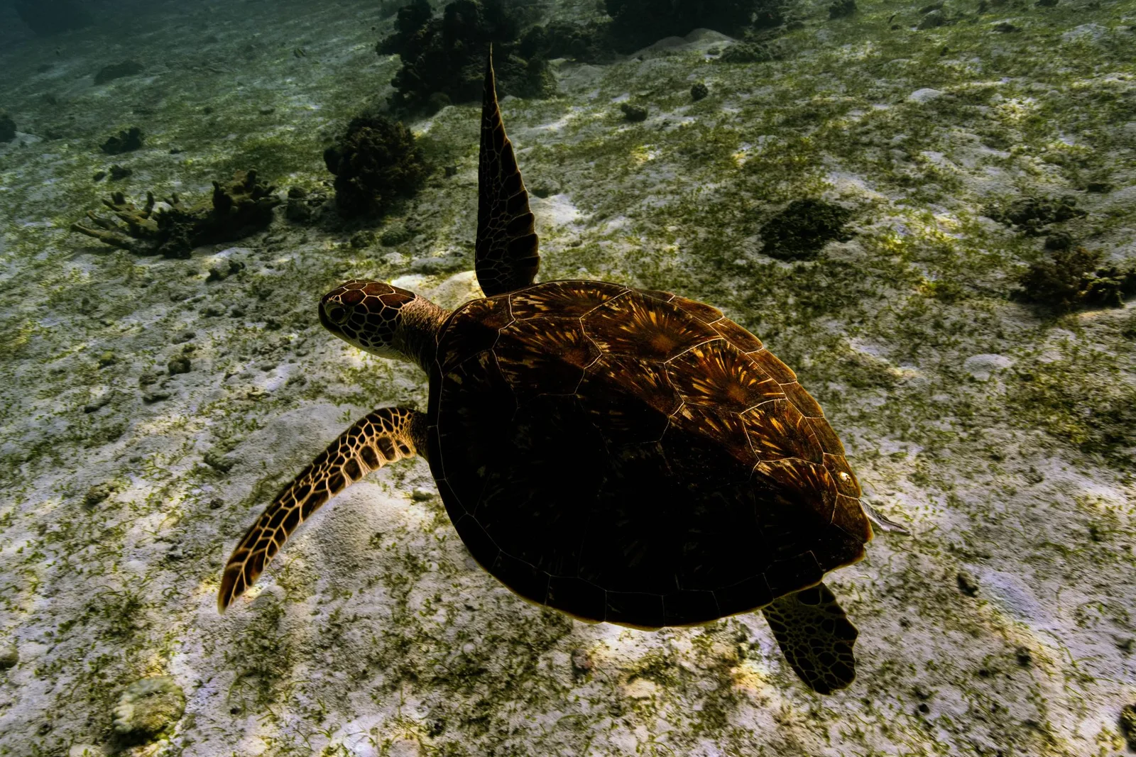 Tartaruga marinha nadando sobre fundo de areia e capim-marinho