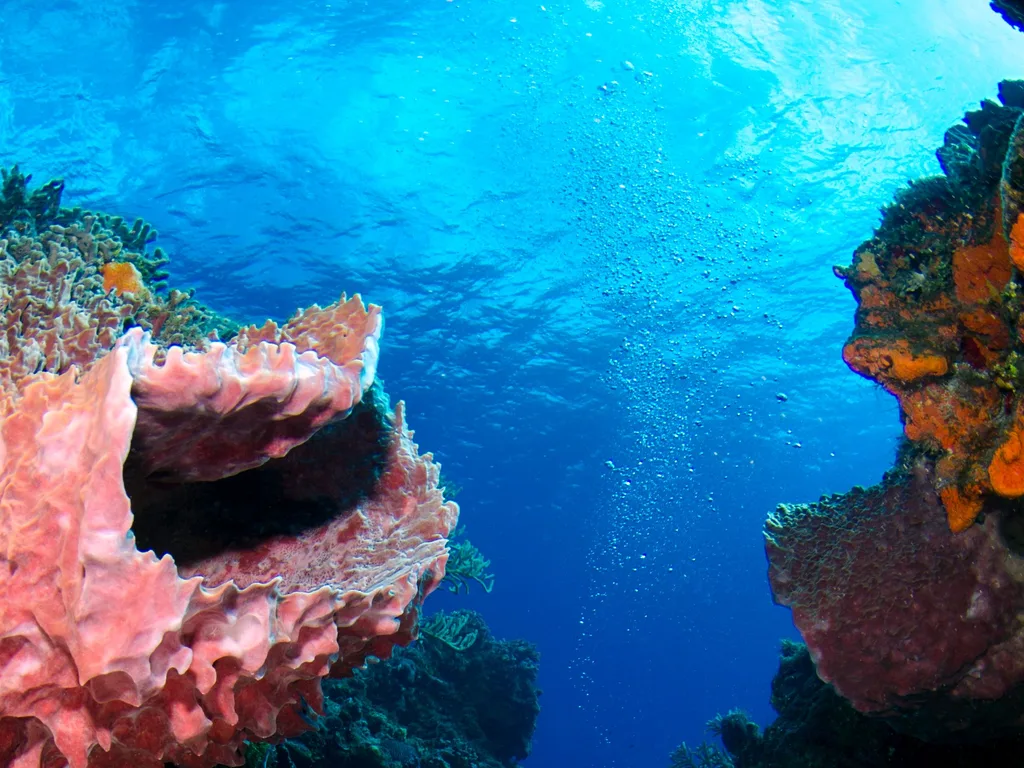 Esponjas-barril e corais emoldurando o azul profundo de um paredão de recife