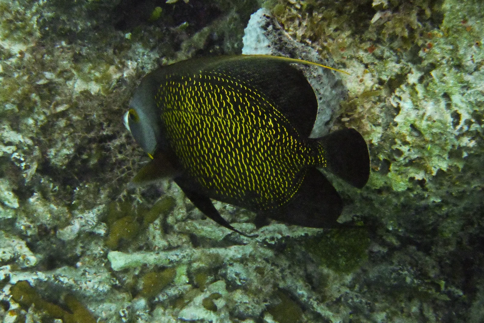 Peixe-anjo-francês junto ao recife do Parque Nacional Princess Alexandra, em Providenciales