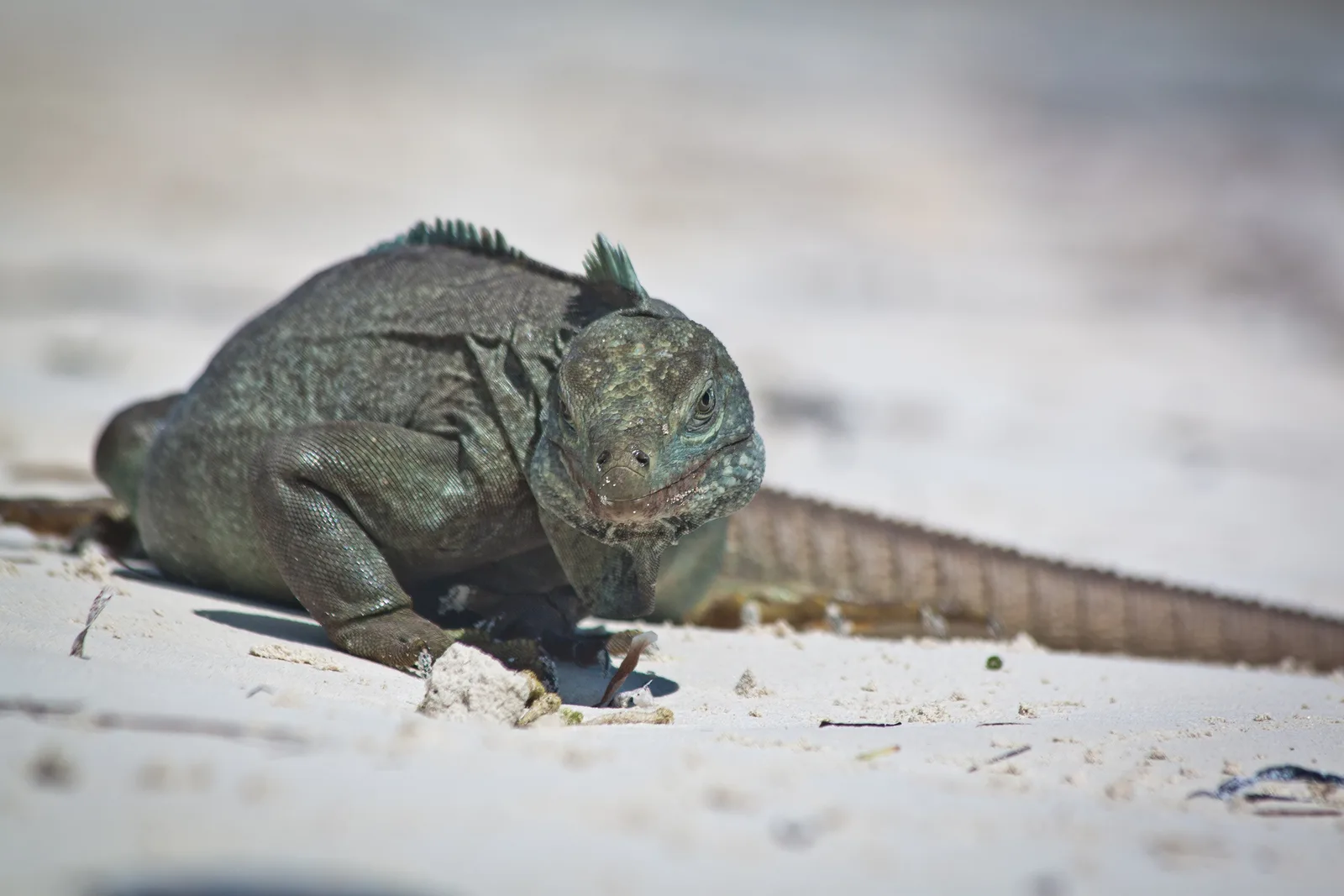 Iguana-das-rochas-de-turks-e-caicos na areia do Parque Nacional Princess Alexandra