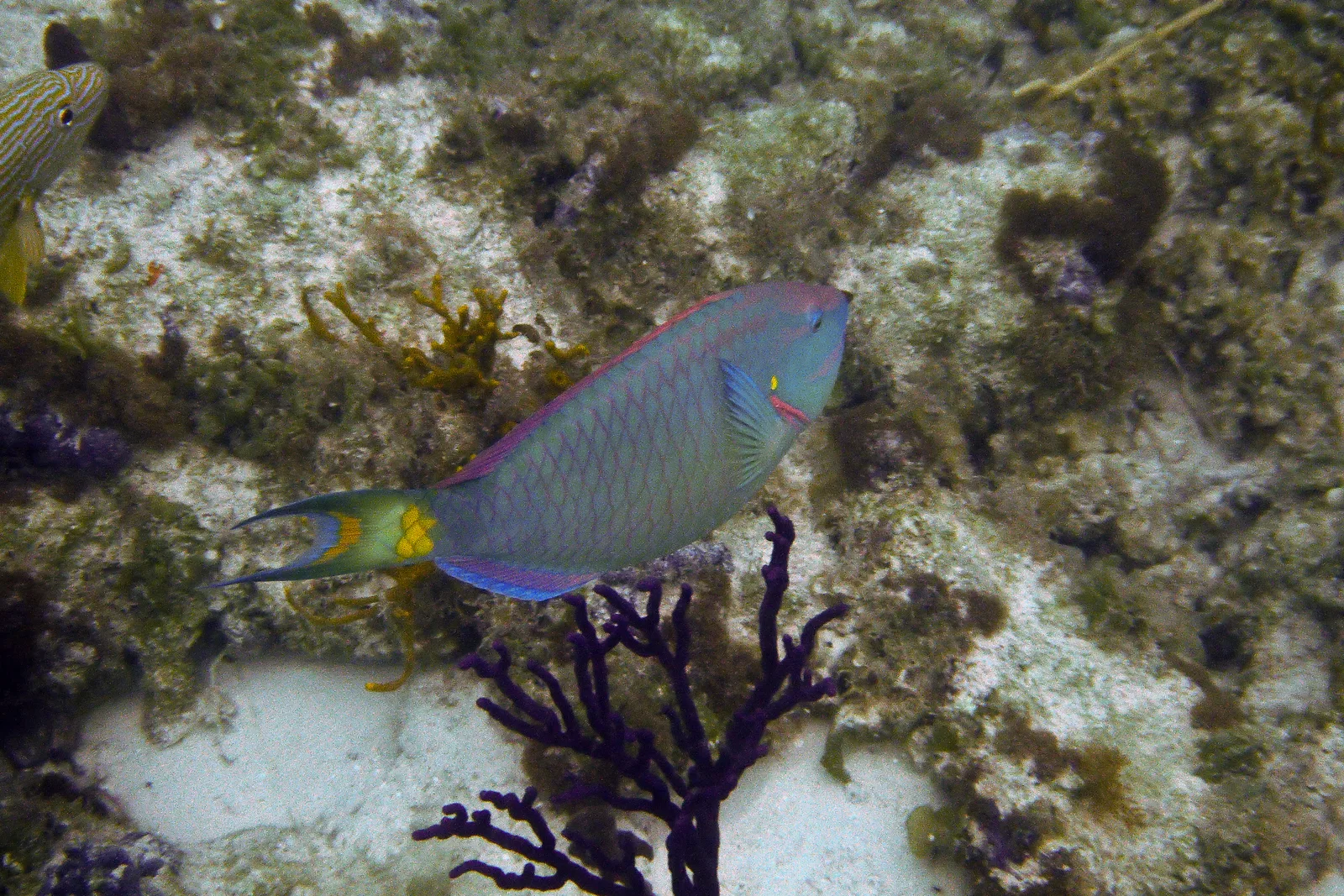 Peixe-papagaio colorido sobre o recife de Providenciales