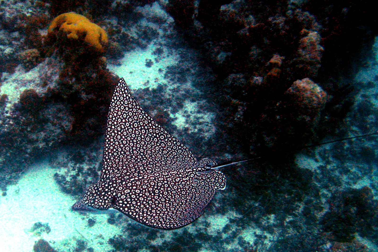 Raia-águia-pintada nadando sobre o recife do Parque Nacional Princess Alexandra, em Providenciales