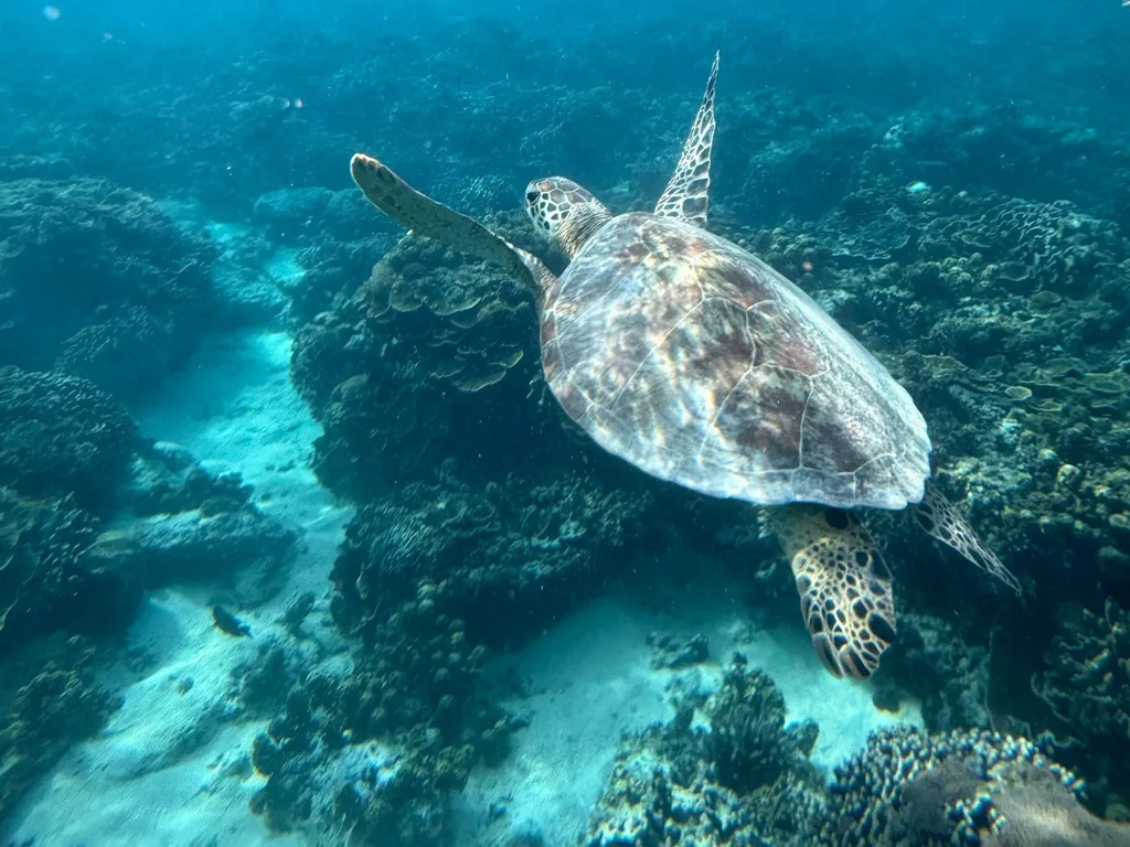 Tartaruga marinha nadando sobre um recife de coral