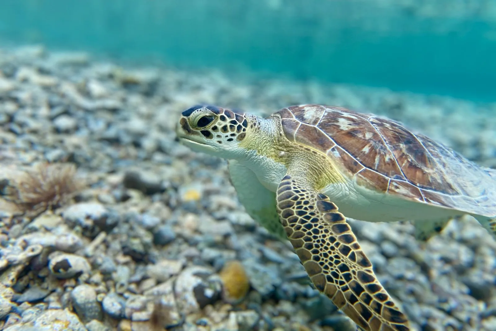 Tartaruga marinha em águas cristalinas