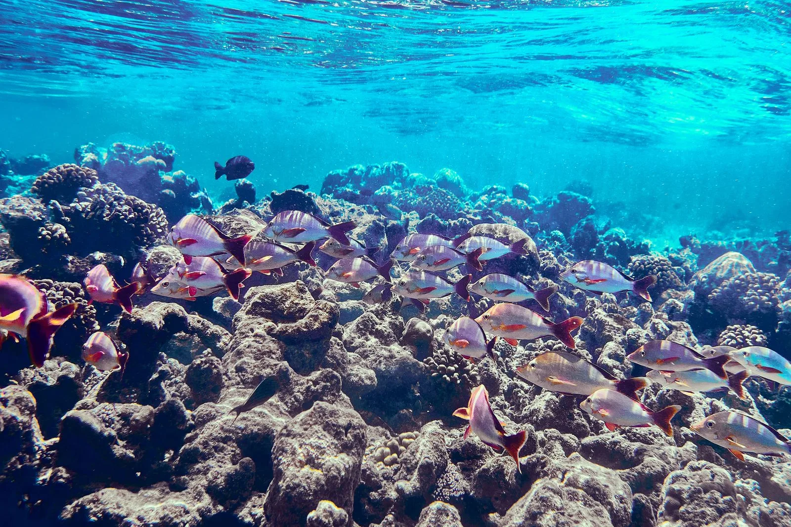 Peixes coloridos em recife de coral